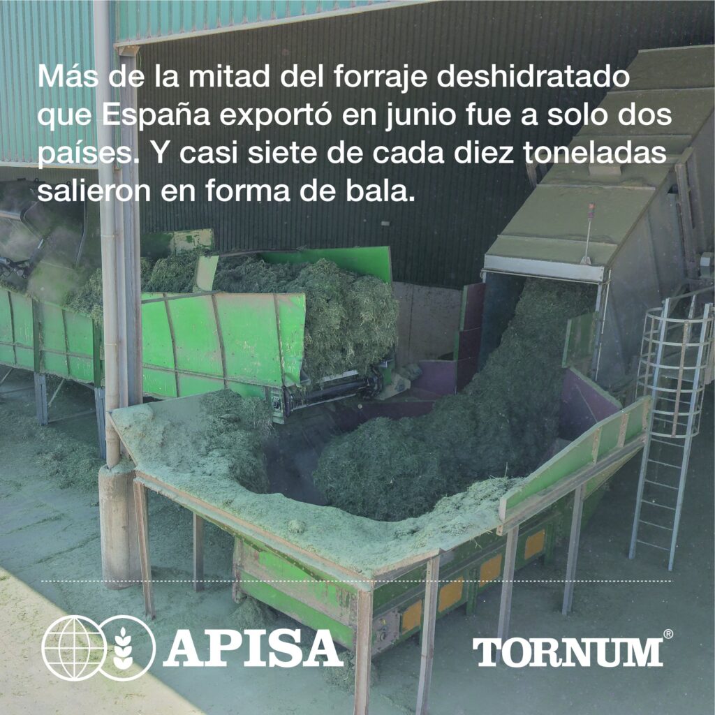Alfalfa entrando en la línea de una planta de deshidratado