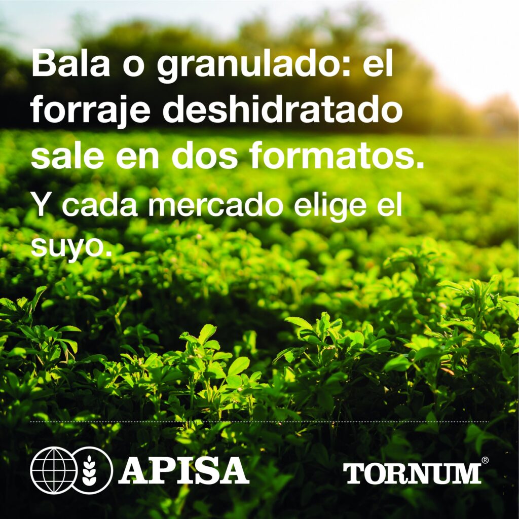 Forraje deshidratado: campo de alfalfa al atardecer