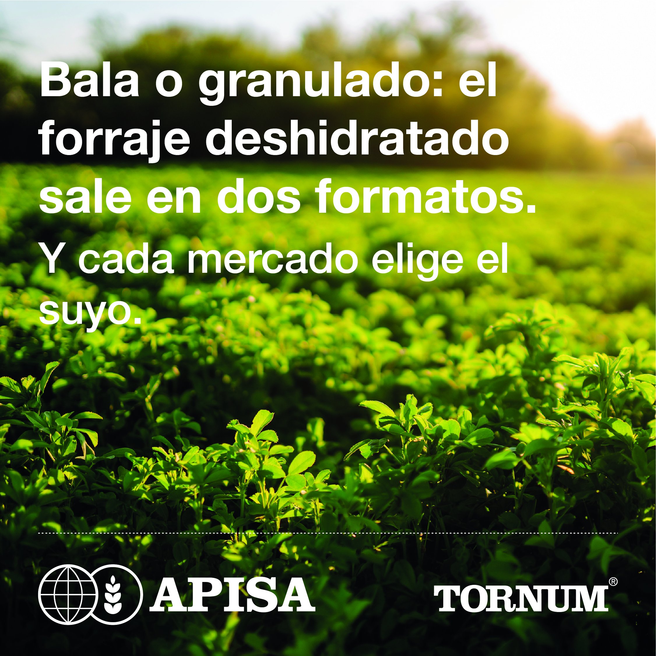 Forraje deshidratado: campo de alfalfa al atardecer