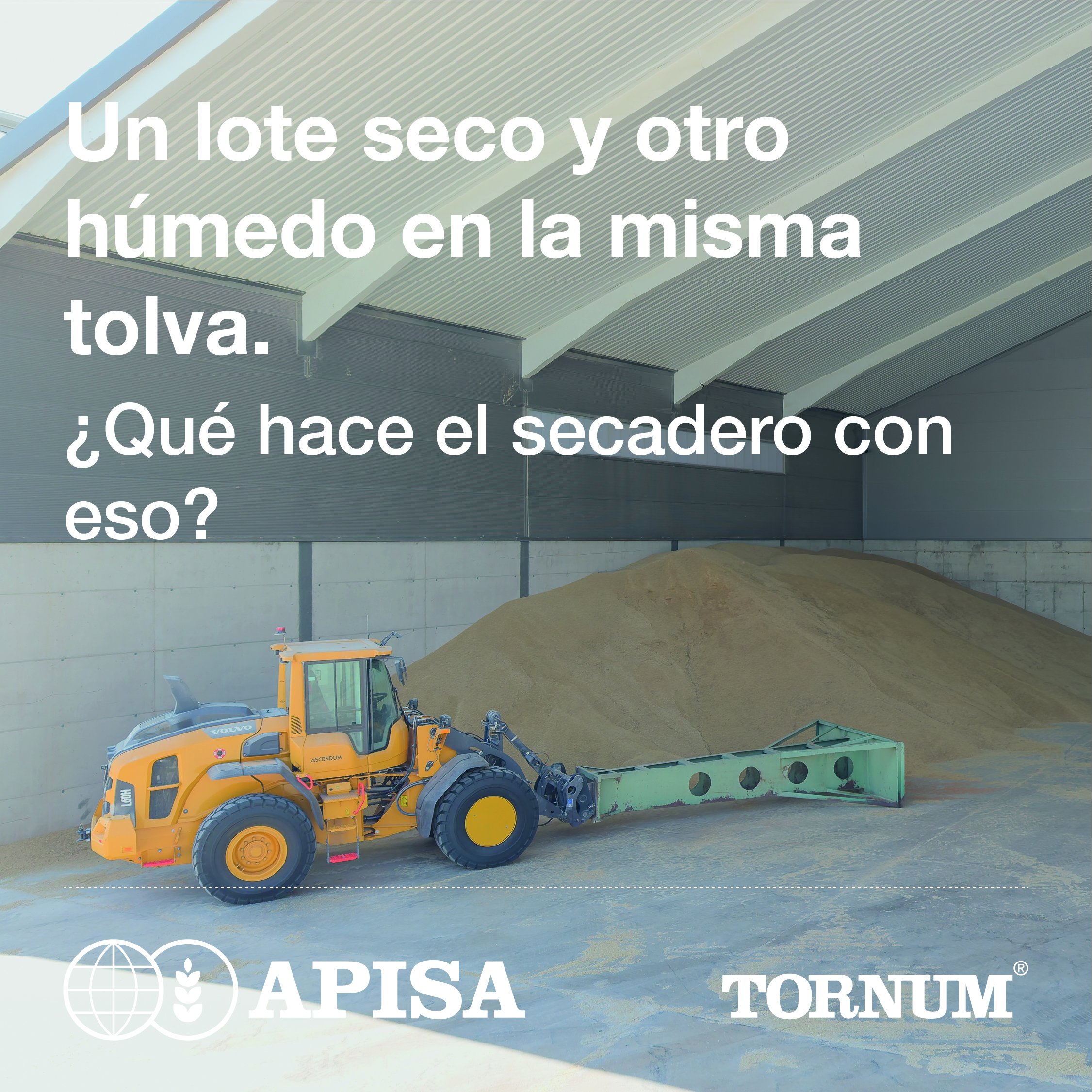 Secadero para maíz y girasol: acopio de grano en una nave de APISA